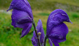 Aconitum