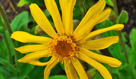 Arnica