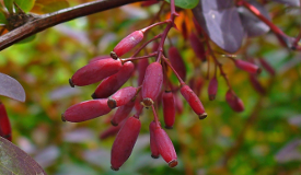 Berberis