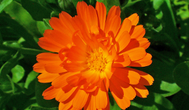 Calendula