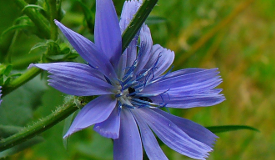 Cichorium