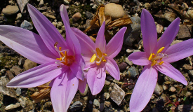 Colchicum