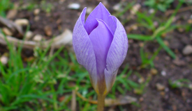 Crocus