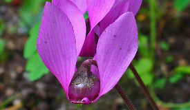 Cyclamen