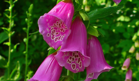 Digitalis