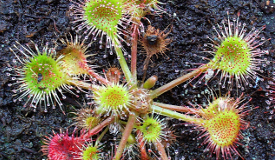 Drosera