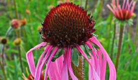 Echinacea