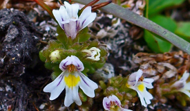 Euphrasia