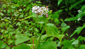 Fagopyrum