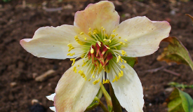 Helleborus