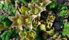 Mandragora