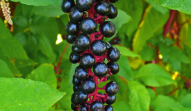 Phytolacca