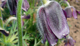 Pulsatilla