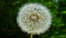 Taraxacum