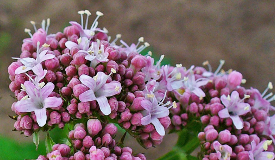 Valeriana