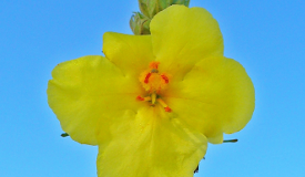 Verbascum